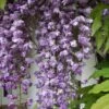Wisteria X Formosa ‘Black Dragon’