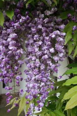 Wisteria X Formosa ‘Black Dragon’