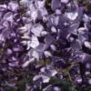 Wisteria Floribunda ‘Caroline’