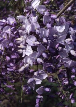 Wisteria Floribunda ‘Caroline’