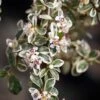Cotoneaster X Suecicus ‘Juliette’ -Tree Furnish Store 12282 15035 7d50 683x1024 1