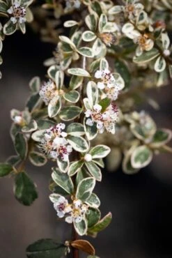 Cotoneaster X Suecicus ‘Juliette’