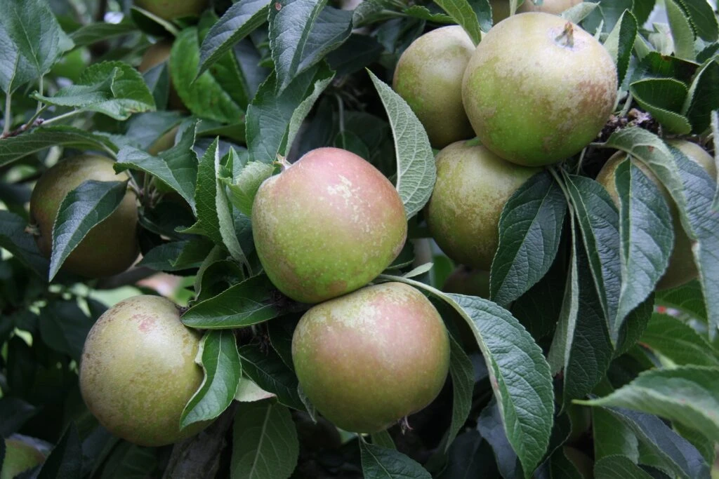 Brownlees Russet 3 Brownlees Russet