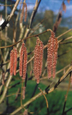 Red Filbert -Tree Furnish Store 12307 1 1