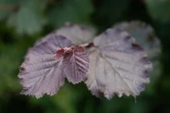 Red Filbert -Tree Furnish Store 12307 15241 9d6b 1024x683 1