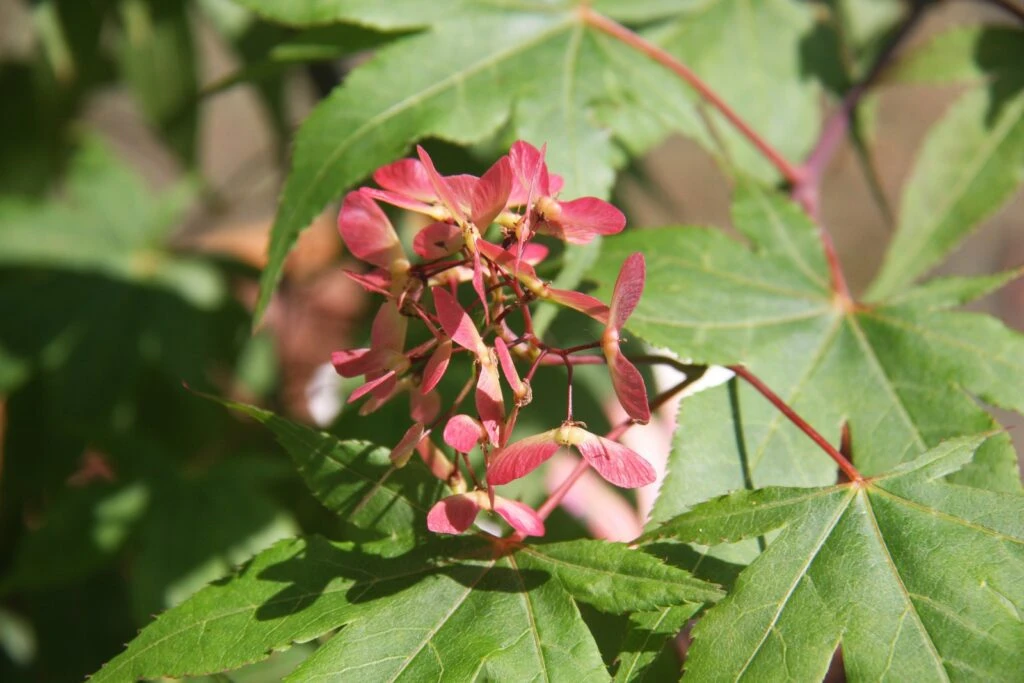 Acer Palmatum ‘Osakazuki’ 4 Acer Palmatum ‘Osakazuki’ - Image 2