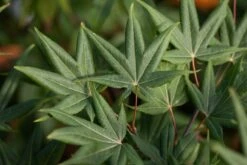 Acer Palmatum âOsakazukiâ