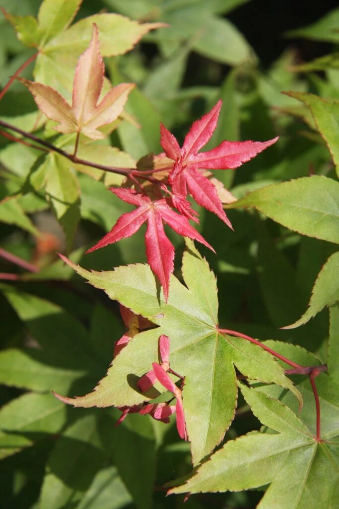 Acer Palmatum ‘Osakazuki’ 5 Acer Palmatum ‘Osakazuki’ - Image 3