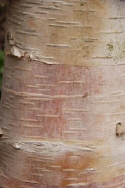 Betula Utilis ‘Edinburgh’ 10 Betula Utilis ‘Edinburgh’ -Tree Furnish Store 12323 683x1024 1