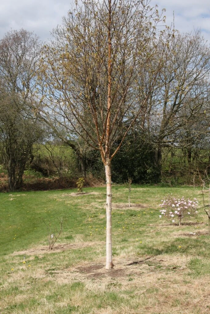 Betula Utilis ‘Edinburgh’ 7 Betula Utilis ‘Edinburgh’ - Image 5