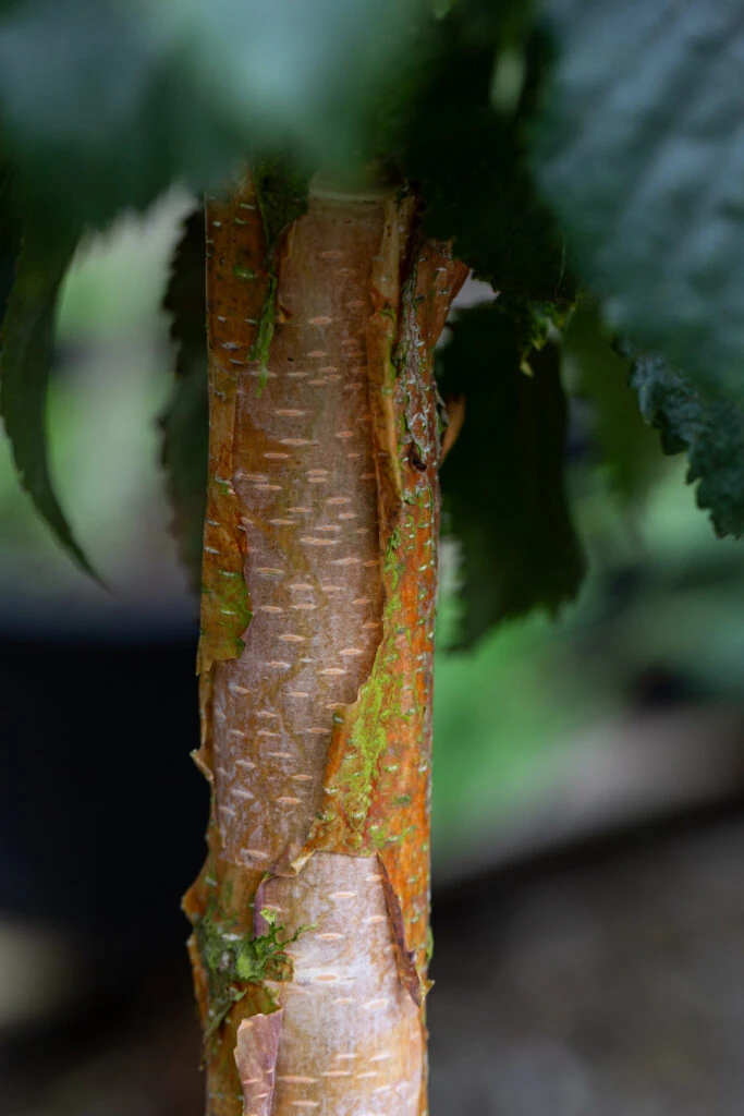 Betula Utilis ‘Edinburgh’ 4 Betula Utilis ‘Edinburgh’ - Image 2