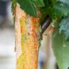 Betula Utilis ‘Edinburgh’ -Tree Furnish Store 12323 14104 43bf 683x1024 1