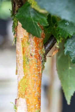 Betula Utilis ‘Edinburgh’