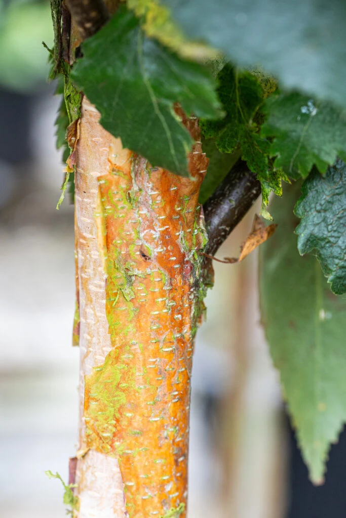 Betula Utilis ‘Edinburgh’ 3 Betula Utilis ‘Edinburgh’