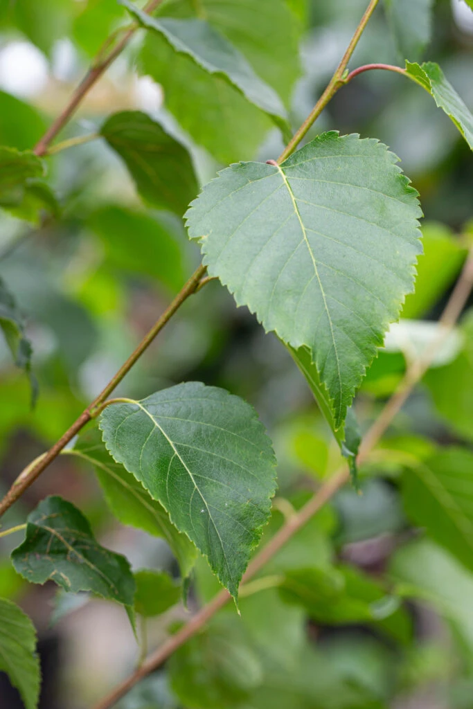 Betula Utilis ‘Edinburgh’ 5 Betula Utilis ‘Edinburgh’ - Image 3
