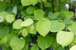 Cercis Canadensis ‘Hearts Of Gold’® 5 Cercis Canadensis ‘Hearts Of Gold’® -Tree Furnish Store 12327 15092 fc9f 1024x683 1