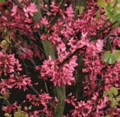 Cercis Siliquastrum ‘Bodnant’ -Tree Furnish Store 12328