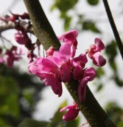 Cercis Siliquastrum ‘Bodnant’ -Tree Furnish Store 12328 1 1