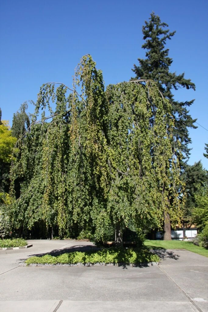 Fagus Sylvatica ‘Pendula’ 4 Fagus Sylvatica ‘Pendula’ - Image 2