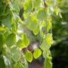 Fagus Sylvatica ‘Pendula’ -Tree Furnish Store 12334 15049 8e79 683x1024 1