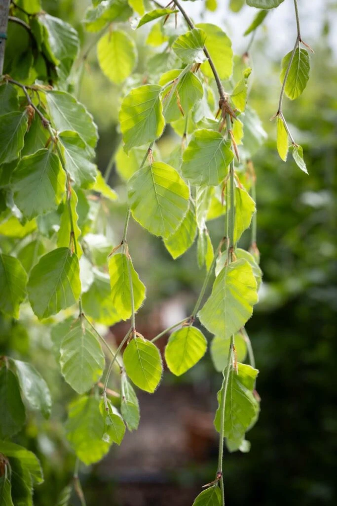 Fagus Sylvatica ‘Pendula’ 3 Fagus Sylvatica ‘Pendula’