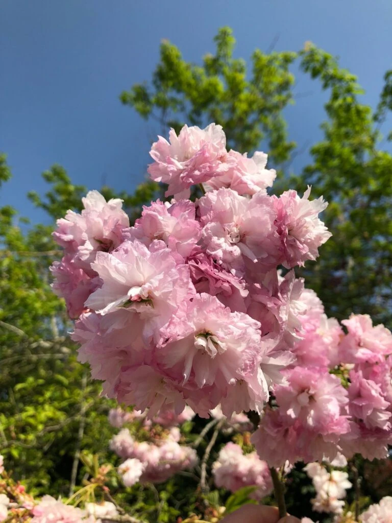 Prunus ‘Little Pink Perfection’ 5 Prunus ‘Little Pink Perfection’ - Image 3