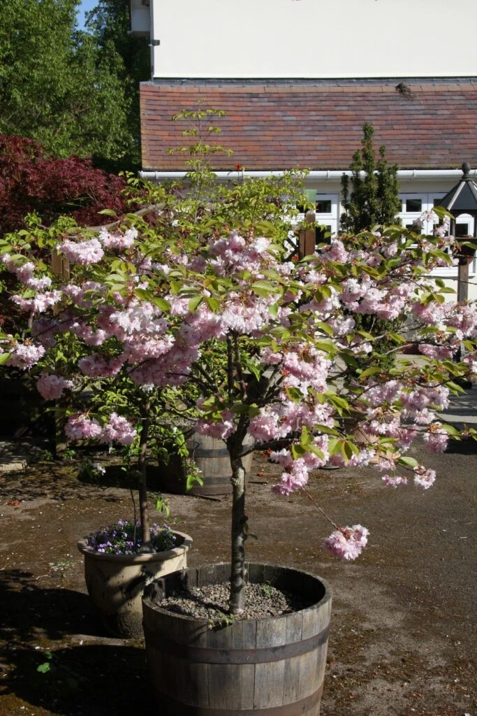 Prunus ‘Little Pink Perfection’ 4 Prunus ‘Little Pink Perfection’ - Image 2
