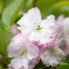 Prunus ‘Little Pink Perfection’ 2 Prunus ‘Little Pink Perfection’ -Tree Furnish Store 12343 14797 959f 683x1024 1