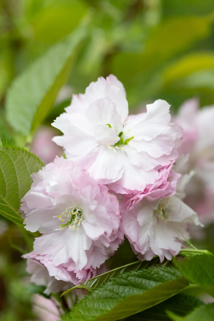 Prunus ‘Little Pink Perfection’ 3 Prunus ‘Little Pink Perfection’