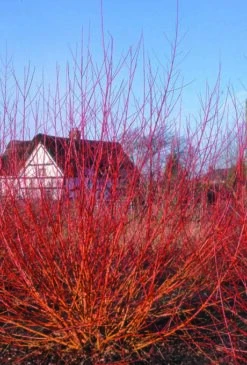 Salix Alba Vitellina ‘Yelverton’ -Tree Furnish Store 12347