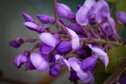Wisteria Brachybotrys ‘Okayama’