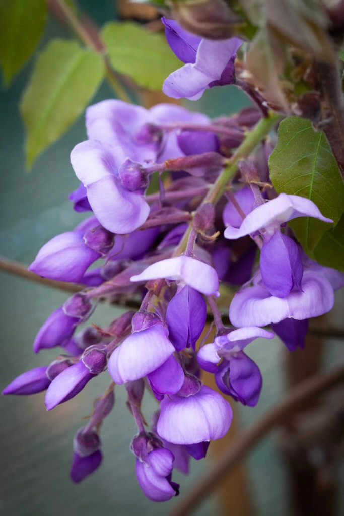 Wisteria Brachybotrys ‘Okayama’ 4 Wisteria Brachybotrys ‘Okayama’ - Image 2
