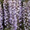 Wisteria Sinensis ‘Prolific’ -Tree Furnish Store 12357 1024x684 1