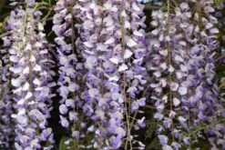 Wisteria Sinensis ‘Prolific’