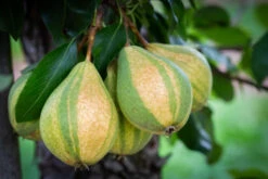 Humbug (Stripy) -Tree Furnish Store 12359 12841 d451 1 1024x683 1