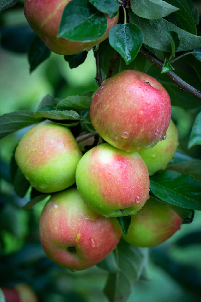 Honeycrisp 3 Honeycrisp