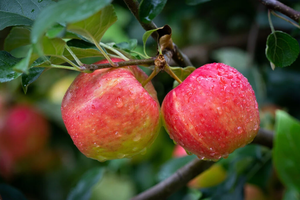Honeycrisp 4 Honeycrisp - Image 2