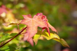 Acer Cappadocicum ‘Aureum’ -Tree Furnish Store 12404 13868 8b62 1024x683 1