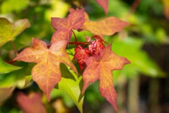 Acer Cappadocicum ‘Aureum’