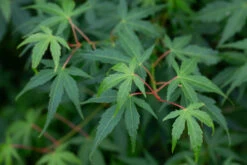 Acer Palmatum âKatsuraâ