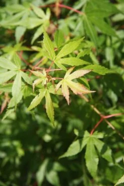 Acer Palmatum ‘Katsura’ -Tree Furnish Store 12409 2 1