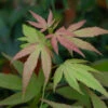 Acer Palmatum ‘Linearilobum’ 1 Acer Palmatum ‘Linearilobum’ -Tree Furnish Store 12411 13890 d541 1024x683 1