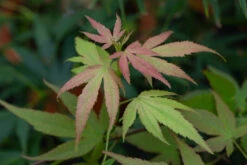 Acer Palmatum âLinearilobumâ
