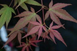 Acer Palmatum ‘Linearilobum’ -Tree Furnish Store 12411 13892 7d1d 1024x683 1