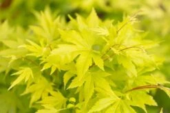 Acer Palmatum âOrange Dreamâ