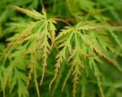 Acer Palmatum ‘Seiryu’ 7 Acer Palmatum ‘Seiryu’ -Tree Furnish Store 12415 1 1024x818 1