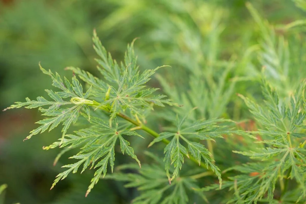 Acer Palmatum ‘Seiryu’ 4 Acer Palmatum ‘Seiryu’ - Image 2