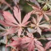 Acer Palmatum ‘Suminagashi’ -Tree Furnish Store 12416 15085 7b4c 1024x683 1