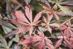 Acer Palmatum ‘Suminagashi’