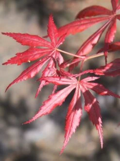 Acer Palmatum ‘Trompenburg’ -Tree Furnish Store 12417 1 760x1024 1